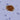 Mouse Monoclonal Antibody to Amyloid Aβ, Cat# MCA-AB9
