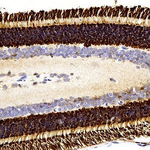 Mouse Monoclonal Antibody to Arrestin1, Cat# MCA-S128