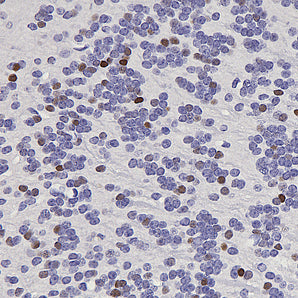Mouse Monoclonal Antibody to c-FOS (cFos, Fos, AP-1), Cat# MCA-1B62