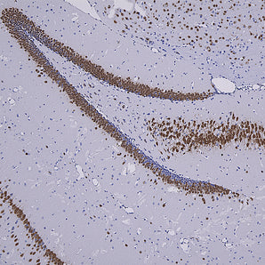 Rabbit Polyclonal Antibody to FOX3/NeuN (Rbfox3, Hrnbp3) Cat# RPCA-FOX3