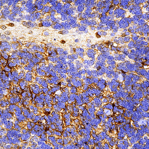 Rabbit Polyclonal Antibody to Green Fluorescent Protein (GFP), Cat# RPCA-GFP