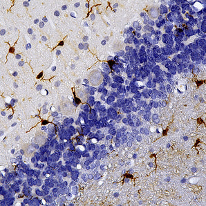 Rabbit Polyclonal Antibody to IBA1 (Allograft Inflammatory Factor 1), Cat# RPCA-IBA1