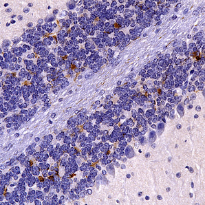 Rabbit Polyclonal Antibody to mCherry  Cat# RPCA-mCherry