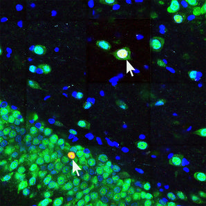 Mouse Monoclonal Antibody to c-FOS (cFos, Fos, AP-1) Cat# MCA-1B62