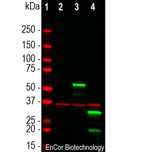 Mouse Monoclonal Antibody to mCherry, Cat# MCA-1C51