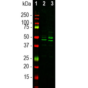 Goat Polyclonal Antibody to FOX3/NeuN (Rbfox3, Hrnbp3) Cat# GPCA-FOX3