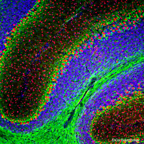 Immunofluorescent analysis of mouse cerebellum section stained with chicken pAb to FOX2, CPCA-FOX2, dilution 1:2,000 in red, and costained with mouse mAb to NF-L, <a href="http://encorbio.com/products/mca-7d1" target="_blank" rel="noopener">MCA-7D1</a>, dilution 1:5,000 in green. The blue is Hoechst staining of nuclear DNA. Following transcardial perfusion of mouse with 4% paraformaldehyde, brain was post fixed for 24 hours, cut to 45 μM, and free-floating sections were stained with above antibo