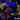 HEK293 cells were transfected with a fusion construct of green fluorescent protein (GFP) fused with the C-terminal sequence 803-1053 of <em>S. aureus</em> Cas9. Cells were stained with mouse mAb to <em>S. aureus</em>Cas9, MCA-6F7, in red and the expressed GFP gives a green signal. The two signals overlap as expected. The nuclei of both transfected and untransfected cells are revealed by the DAPI DNA stain.