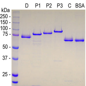 Recombinant Full Length Human MAP2D Protein Cat# Prot-r-MAP2D