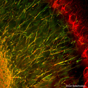 Immunofluorescence analysis of mouse cerebellum section stained with goat pAb to NF-H, GPCA-NF-H, dilution 1:3,000 in red, and costained with mouse mAb to myelin basic protein (MBP), <a href="http://encorbio.com/products/mca-7g7" target="_blank" rel="noopener">MCA-7G7</a>, dilution 1:5,000 in green. Following transcardial perfusion with 4% paraformaldehyde, mouse brain was post fixed for 24 hours, cut to 45μM, and free-floating sections were stained with above antibodies. The NF-H antibody label