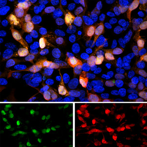 Immunofluorescent analysis of transfected HEK293 cells with a GFP construct, in green, and stained with rabbit pAb to GFP, RPCA-GFP, dilution 1:2,000 in red. The blue is Hoechst staining of nuclear DNA. The RPCA-GFP antibody reveals GFP protein expressed only in transfected cells, and as a result these cells appear orange-yellow in color.