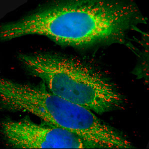 Immunofluorescent analysis of HeLa cells stained with chicken pAb to HSP27, CPCA-HSP27, dilution 1:1,000 in green, and costained with mouse mAb to HSP60, <a href="http://encorbio.com/products/mca-1c7/">MCA-1C7</a> dilution 1:5,000 in red. Blue is DAPI staining of nuclear DNA. The CPCA-HSP27 antibody produces strong cytoplasmic staining, while the HSP60 antibody specifically labels mitochondria.