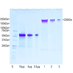 Purified Bovine Neurofilament NF-H (Nfh, NEFH) Prot-m-NF-H