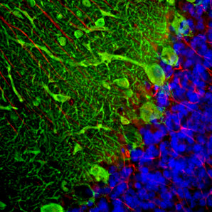 Immunofluorescent analysis of a rat cerebellum section stained with chicken pAb to parvalbumin, CPCA-Pvalb, dilution 1:2,000, in green, and costained with mouse mAb to GFAP, <a href="http://encorbio.com/product/mca-2a5/" target="_blank" rel="noopener">MCA-2A5</a>, dilution 1:500, in red. The blue is DAPI staining of nuclear DNA. Following transcardial perfusion of rat with 4% paraformaldehyde, brain was post fixed for 24 hours, cut to 45μM, and free floating sections were stained with above anti