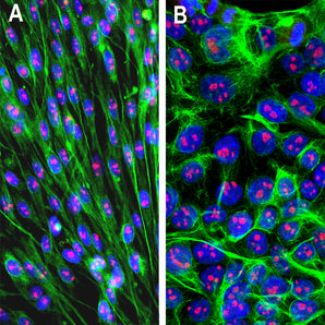 Immunofluorescent analysis of (A) C6 rat glioma cells and (B) HEK293 human embryonic kidney cells stained with mouse mAb to fibrillarin, MCA-4A4, dilution 1:1,000 in red, in both cases costained with chicken pAb to vimentin, <a href="http://encorbio.com/products/cpca-vim" target="_blank" rel="noopener">CPCA-Vim</a>, dilution 1:10,000 in green. The blue is DAPI staining of nuclear DNA. The MCA-4A4 antibody detects fibrillarin protein localized in nucleoli while the CPCA-Vim antibody produces stro