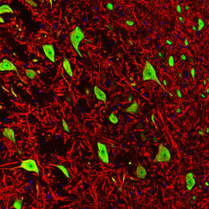 Immunofluorescent analysis of rat brain stem costained with mouse mAb to FOX3/NeuN MCA-1B7 in green, and chicken pAb to microtubule associated protein 2 (MAP2) <a href="http://encorbio.com/prodict/cpca-map2/" target="_blank" rel="noopener">CPCA-MAP2</a> in red. Blue is DAPI staining of nuclear DNA. Following transcardial perfusion with 4% paraformaldehyde, the brain was post fixed for 24 hours, cut to 45μM, and free-floating sections were stained with the above antibodies. The FOX3/NeuN antibody