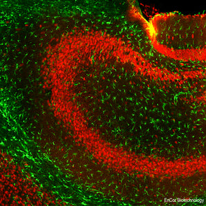 Immunofluorescent analysis of mouse hippocampus section stained with goat pAb to GFAP, GPCA-GFAP, dilution 1:5,000 in green, and costained with mouse mAb to FOX3/NeuN, <a href="http://encorbio.com/product/mca-1b7" target="_blank" rel="noopener">MCA-1B7</a>, dilution 1:2,000, in red. The blue is Hoechst staining of nuclear DNA. Following transcardial perfusion of mouse with 4% paraformaldehyde, brain was post fixed for 24 hours, cut to 45μM, and free-floating sections were stained with above anti