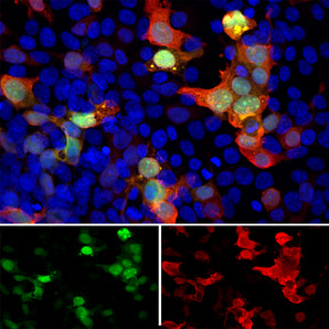 Immunofluorescent analysis of transfected HEK293 cells with a GFP-construct in green stained with goat pAb to GFP, GPCA-GFP, dilution 1:5,000 in red. The blue is Hoechst staining of nuclear DNA. The GPCA-GFP antibody reveals GFP protein expressed only in transfected cells, as a result transfected cells are appeared express both red and green signals and so appear an orange-golden color. Untransfected cells show neither signal.