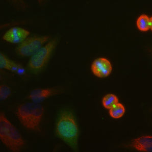 HeLa cell cultures were stained with MCA-4A7 antibody (green). Strong staining in spindle poles is seen in cells at anaphase and the antibody also stains the midbodies between daughter cells. Cells were counterstained with EnCor chicken polyclonal antibody to vimentin <a href="http://encorbio.com/products/cpca-vim/">CPCA-Vim</a> in red, revealing cytoplasmic intermediate filaments. Blue is a DNA stain.