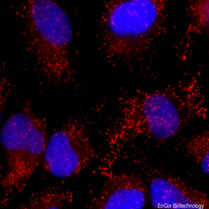 CImmunofluorescent analysis of HeLa cell culture stained with mouse mAb to catalase, MCA-6H14, dilution 1:200 in red. The blue is Hoechst staining of nuclear DNA. MCA-6H14 antibody reveals visicular staining of catalase protein in peroxisomes in the cytoplasm.