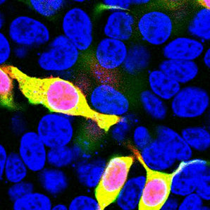 Immunofluorescent analysis of HEK293 cells transfected with mCherry-HA, construct, in red, and stained with rabbit pAb to mCherry, RPCA-mCherry, dilution 1:1,000, in green. The blue is Hoechst staining of nuclear DNA. RPCA-mCherry antibody reveals mCherry protein expressed only in transfected cells which appear golden in color. Untransfected cells do not react with the antibody, as a result only their nuclei are visible.