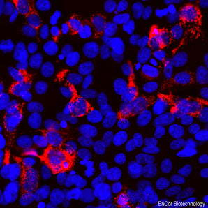 Immunofluorescent analysis of HEK293 cells transfected with pCI-Neo-Mod vector (5) including SARS-CoV2-bd cDNA and stained with mouse mAb to SARS-CoV2-bd, MCA-5G8, dilution 1:1,000, in red. The blue is Hoechst staining of nuclear DNA. The MCA-5G8 antibody reveals expression of SARS-CoV2-bd protein only in transfected cells. DAPI reveals the nuclear DNA of both transfected and non-transfected cells.