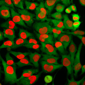 Immunofluorescent analysis of of HeLa cells stained with mouse mAb to HMGB1, MCA-1F3, dilution 1:2,000 in red and costained with rabbit pAb to GAPDH, <a href="http://encorbio.com/products/rpca-gapdh" target="_blank" rel="noopener">RPCA-GAPDH</a>, dilution 1:2,000 in green. MCA-1F3 antibody stains the chromatin binding protein HMGB1, which is localized in the nuclei. In contrast the RPCA-GAPDH antibody produces strong cytoplasmic staining of cells.