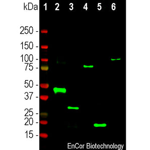 Western blot analysis of 0.25&micro;g of recombinant proteins expressed in pET family vectors and which all contain the S-tag sequence. They were probed with mouse mAb MCA-3H25, dilution 1:5,000 in green: [1] protein standard (red), [2] aldolase A, [2] myelin basic protein, [4] MAP2, P2 projection domain, [5] FOX2 C terminal region and [6] MAP2, P3 projection domain. The antibody binds to the S-tag present in all tested recombinant proteins and reveals protein bands of expected molecular size.