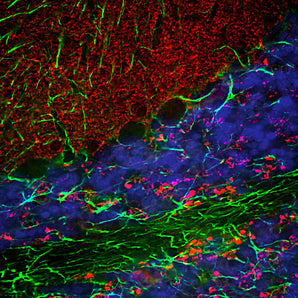 Immunofluorescent analysis of a section of rat cerebellum stained with chicken pAb to α-synuclein, CPCA-SNCA, dilution 1:3,000 in red, and costained with rabbit pAb to GFAP, <a href="http://encorbio.com/products/rpca-gfap/">RPCA-GFAP</a>, dilution 1:5,000 in green. The blue is DAPI staining of nuclear DNA. Following transcardial perfusion of rat with 4% paraformaldehyde, brain was post fixed for 24 hours, cut to 45μM, and free-floating sections were stained with above antibodies. The α-synuclein