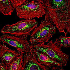 Immunofluorescent analysis of of HeLa cells stained with chicken pAb to HSP60, dilution 1:5,000 in green and costained with mouse mAb to actin, <a href="http://encorbio.com/products/mca-5j11" target="_blank" rel="noopener">MCA-5J11</a>, dilution 1:500 in red. Blue is DAPI staining of nuclear DNA. The CPCA-HSP60 antibody produces strong and specific staining of mitochondria, while the actin antibody labels the submembranous cytoskeleton, stress fibers and bundles of actin associated with cell adh