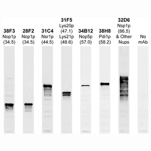 Western blots of whole yeast protein extracts with a collection of EnCor antibodies directed against yeast proteins. The blot for MCA-38H8 is in the indicated lane, 6th from the left, and the number indicates the SDS-PAGE molecular weight in kiloDaltons.