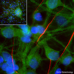 Immunofluorescent analysis of cortical neuron-glial cell culture from E20 rat embryos stained with rabbit pAb to αII-spectrin, RPCA-aII-Spec, dilution 1:500 in green, and costained with mouse mAb to Ankyrin3, <a href="https://encorbio.com/product/mca-2a8/" target="_blank" rel="noopener noreferrer">MCA-2A8</a>, dilution 1:2,000 in red. The blue is Hoechst staining of nuclear DNA. The spectrin antibody stains submembranous cytoskeleton of neuronal cells.  The Ankyrin3 antibody labels axonal initia