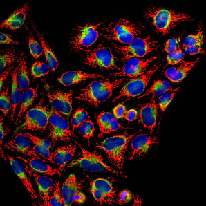 Confocal immunofluorescent analysis of HeLa cells stained with rabbit pAb to HSP60, RPCA-HSP60, dilution 1:1,000, in red, and costained with chicken pAb to vimentin, <a href="http://encorbio.com/products/cpca-vim"  target="_blank" rel="noopener">CPCA-VIM</a>, dilution 1:1,000 in green. The blue is DAPI staining of nuclear DNA. The HSP60 antibody gives strong and specific staining of mitochondria while the vimentin antibody reveals cytoplasmic intermediate filaments.