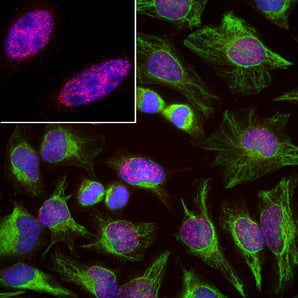 Immunofluorescent analysis of HeLa cells stained with mouse mAb to splicing factor SF3B4, MCA-3A1, dilution 1:1,000 in red, and costained with chicken pAb to vimentin, <a href="http://encorbio.com/products/cpca-vim/" target="_blank" rel="noopener">CPCA-Vim</a>, dilution 1:10,000, in green. The blue is DAPI staining of nuclear DNA. The MCA-3A1 antibody reveals strong granular staining of the nuclei, while the CPCA-Vim antibody specifically labels cytoplasmic intermediate filaments.