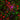 Immunofluorescent analysis of cortical neuron-glial cell culture from E20 rat stained with chicken  pAb to UCHL1, CPCA-UCHL1 <strong>,</strong> dilution 1:500 in red, and costained with mouse mAb to vimentin,  <a href="http://encorbio.com/products/mca-2a52/">MCA-2A52</a>, dilution 1:2,000, in green. The blue is Hoechst staining of nuclear DNA. The UCHL1 antibody produces strong staining of the cell body and dendrites in neurons. The vimentin antibody stains intermediate filaments in fibroblastic