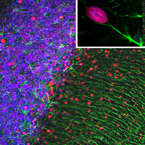 Immunofluorescent analysis of a rat cerebellum section stained with rabbit pAb to GFAP, RPCA-GFAP, dilution 1:5,000 in green and costained with mouse mAb to MeCP2, <a href="http://encorbio.com/products/mca-4f11">MCA-4F11</a>, dilution 1:500, in red. The blue is Hoechst staining of nuclear DNA. Following transcardial perfusion of rat with 4% paraformaldehyde, brain was post fixed for 1 hour, cut to 45μM, and free-floating sections were stained with above antibodies. The GFAP antibody stains the n