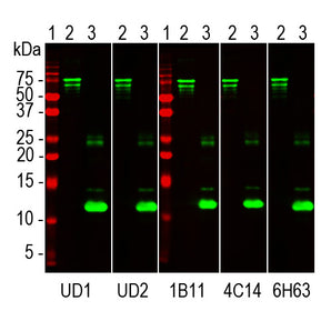 Western blots of Uman NF-LIGHT&trade; antibodies and a set of EnCor reagents on PROT-r-NF-L and PROT-r-NF-L-Stan. Lanes labelled 1 in red are protein standards of indicated molecular weights. Lanes labelled 2 were loaded with full length recombinant human NF-L, <a href="https://encorbio.cm/product/prot-r-nf-l" target="_blank" rel="noopener">PROT-r-NF-L</a>, while lanes labelled 3 were loaded with PROT-r-NF-L-Stan. The full length protein runs at about 75kDa, while PROT-r-NF-L-Stan runs at about 