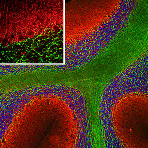 Immunofluorescent analysis of a rat cerebellum section stained with chicken pAb to α-internexin, CPCA-a-Int, dilution 1:5,000 in red, and costained with mouse mAb to MBP, <a href="http://encorbio.com/products/mca-7g7" target="_blank" rel="noopener">MCA-7G7</a>, 1:5,000 in green. The blue is Hoechst staining of nuclear DNA. Following transcardial perfusion of the rat with 4% paraformaldehyde, brain was post fixed for 24 hours, cut to 45μM, and free-floating sections were stained with the above an