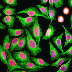 Immunofluorescence analysis of HeLa cells stained with mouse mAb to β-tubulin, MCA-4E4, dilution 1:5,000 in green, and costained with chicken pAb to lamin A/C, <a href="http://encorbio.com/products/mca-"  target="_blank" rel="noopener">CPCA-LaminAC</a>, dilution 1:2,000, in red. Blue is DAPI staining of nuclear DNA. MCA-4E4 antibody produces strong staining of cytoplasmic microtubules, while the lamin A/C antibody specifically labels the nuclear membrane of these cells.