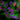 Immunofluorescent analysis of of SH-SY5Y cells stained with mouse mAb to calreticulin, MCA-6C6, dilution 1:500 in green and costained with chicken pAb to lamin A/C, <a href="http://encorbio.com/products/cpca-laminac/" target="_blank" rel="noopener">CPCA-LaminAC</a>, dilution 1:2,000 in red. The blue is DAPI staining of nuclear DNA. The MCA-6C6 antibody reveals granular staining of cytoplasm, while the lamin A/C antibody stains the nuclear lamina and membrane.