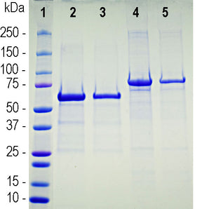 SDS-PAGE gel of recombinant human ACE2 virus binding region. Lane 1 shows protein molecular weight standards of apparent size indicated in kiloDaltons. Lanes 2 and 3 are 5.6&mu;g and 2.8&mu;g BSA and 4 and 5 are the ACE2 construct running at an apparent molecular weight about 70kDa, somewhat higher than the 63kDa predicted from the amino acid sequence. This discrepancy is likely due to the highly acidic nature of the protein. The protein was expressed in <e>E. coli</em> and extracted from inclus