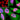 Immunofluorescent analysis of HeLa cells stained with mouse mAb to TATA-box binding protein associated factor 15, TAF15, MCA-4D71, dilution 1:500 in red, and costained with rabbit pAb to GAPDH, <a href="http://encorbio.com/products/rpca-gapdh" target="_blank" rel="noopener">RPCA-GAPDH</a>, dilution 1:1,000 in green. Blue is Hoechst staining of nuclear DNA. The MCA-4D71 antibody reveals TAF15 protein expressed exclusively in the nuclei of the cells, while GAPDH antibody produces strong cytoplasmi