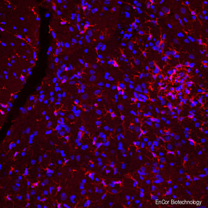 Rat spinal cord section, stained with CPCA-IBA1, dilution 1:1,000, in red. Microglia are very small cells with fine processes spreading in three dimensions and so are best visualized in a confocal Z stack, see <a href="https://encorbio.com/product/poster-27/" target="_blank" rel="noopener&quot;">Poster 27</a>. Nuclear DNA is shown with DAPI stain in blue.