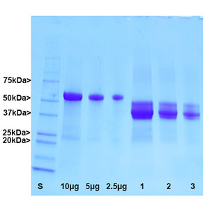 &nbsp;&nbsp;&nbsp;&nbsp;&nbsp;&nbsp;GFAP was isolated from bovine spinal cord using the the method of Leung and Liem as far as the 6M urea/hydroxyapatite step (1). The material was then fractionated using a phosphate gradient on DEAE-cellulose in 6M urea, and GFAP rich fractions were concentrated. Lane marked S shows protein molecular weight standards of indicated size. Next three lanes show indicated amounts of BSA standard. Lanes 1, 2 and 3 show purified bovine GFAP, each with half the amount 