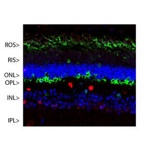 Confocal image of a pig retina stained with MCA-S128 (green). Arrestin 1 is most abundant in the outer segments (ROS) and inner surface of the outer nuclear layer (ONL), and can be used to identify components of rod photoreceptor cells. (Cone photoreceptors have a different arrestin isotype). Other retinal layers are inner segments (IS), outer plexiform layer (OPL), inner nuclear layer (INL) and inner plexiform layer (IPL). The red stain shows staining for FOX2, an RNA binding nuclear protein re