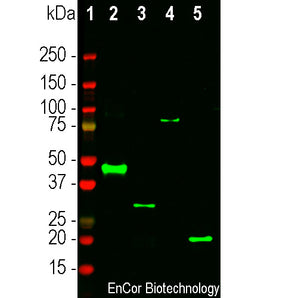 Western blot analysis of 0.25g of different recombinant proteins solutions expressed in pET family vectors and which contain the S-tag sequence (KETAAAKFERQHMDS), using mouse mAb MCA-1B63, dilution 1:5,000 in green: [1] protein standard (red), [2] aldolase A, [2] MBP, [4] MAP2, P2 projection domain construct and [5] FOX2-C terminal part of the protein. The antibody MCA-1B63 binds to the S-tag present in all tested recombinant proteins, and reveals protein bands of the expected molecular weights