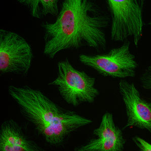 Immunofluorescent analysis of HeLa cells stained with mouse mAb to &beta;-tubulin, MCA-1B12, dilution 1:5,000 in green, and costained with chicken pAb to the nucleic acid binding protein FOX2, <a href="http://encorbio.com/products/cpca-fox2/" target="_blank" rel="noopener">CPCA-FOX2</a>, dilution 1:1,000 in red. Blue is DAPI staining of nuclear DNA. MCA-1B12 antibody produces strong staining of microtubules in the cytoplasm, while the CPCA-FOX2 antibody labels the nuclei of HeLa cells. Mouse sel