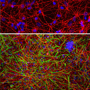 Immunofluorescent analysis of cortical neuron-glial cell culture from E20 rat stained with mouse mAb to GAP43, MCA-5E8, dilution 1:1,000, in red, and costained with chicken pAb to GFAP, <a href="http://encorbio.com/products/cpca-gfap"  target="_blank" rel="noopener">CPCA-GFAP</a>, dilution 1:2,000, in green. The blue is DAPI staining of nuclear DNA. GAP43 antibody labels protein expressed in the axonal membrane of neuronal cells, while the GFAP antibody stains astroglial cells.