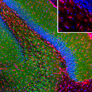 Immunofluorescent analysis of rat hippocampus section stained with mouse mAb to GFAP, MCA-3E10, dilution 1:500 in red, and costained with chicken pAb to MAP2, <a href="http://encorbio.com/product/cpca-map2"  target="_blank" rel="noopener">CPCA-MAP2</a>, dilution 1:5,000, in green. The blue is Hoechst staining of nuclear DNA. Following transcardial perfusion of rat with 4% paraformaldehyde, brain was post fixed for 24 hours, cut to 45μM, and free-floating sections were stained with above antibodi