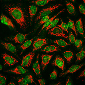 Immunofluorescent analysis of HeLa cells stained with mouse mAb to MBNL1, MCA-1H1, dilution 1:1,000 in green and chicken pAb to HSP60, <a href="http://encorbio.com/products/cpca-hsp60" target="_blank" rel="noopener">CPCA-HSP60</a>, dilution 1:5,000, in red. The MCA-1H1 antibody specifically labels nuclei, while the CPCA-HSP60 antibody reveals protein expressed in mitochondria.